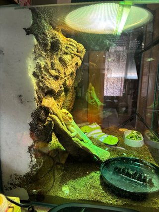 Terrario Reptiles 60x45x45