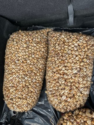 Caracoles