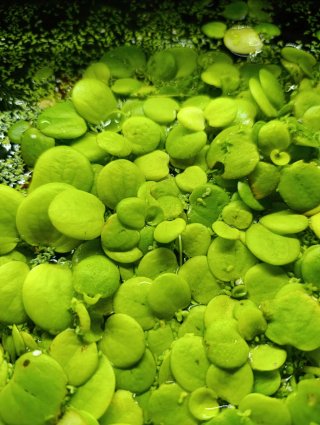 Limnobium Laevigatum Planta Acuario