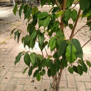 Ficus Benjamin 180cm