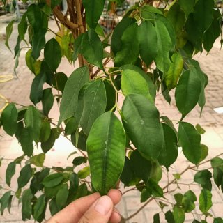 Ficus Benjamin 180cm