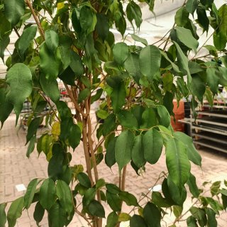 Ficus Benjamin 180cm