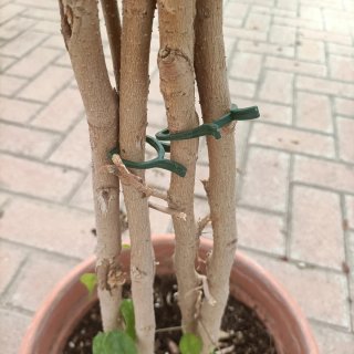 Ficus Benjamin 180cm