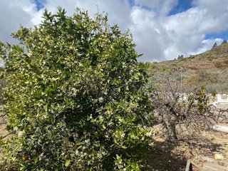 Casa rural en venta en Cruz de Tea en Granadilla de Abona