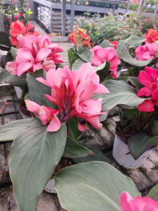Pianta Canna itaca da fiore
