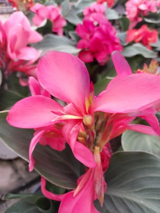 Pianta Canna itaca da fiore