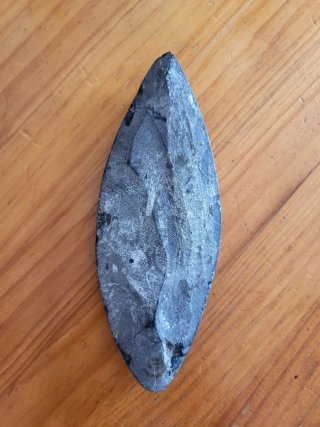 Fósil Orthocera Pulida Negro