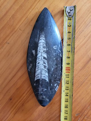 Fósil Orthocera Pulida Negro