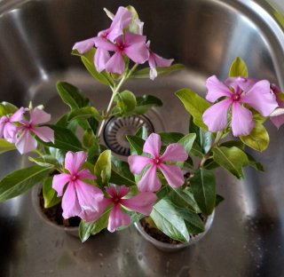 2 Plantas Vicarias en Floración