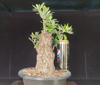 Pre bonsai OLIVO