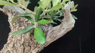 Pre bonsai OLIVO