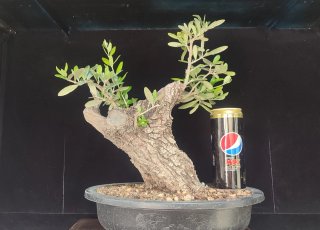 Pre bonsai OLIVO