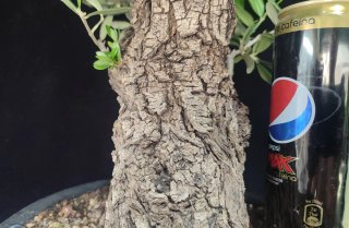 Pre bonsai OLIVO