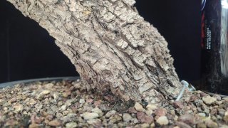 Pre bonsai OLIVO