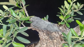 Pre bonsai OLIVO