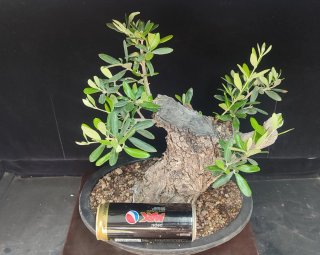 Pre bonsai OLIVO