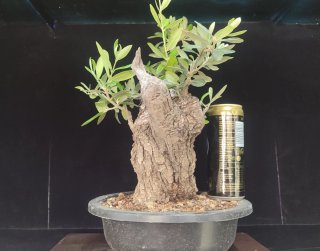 Pre bonsai OLIVO