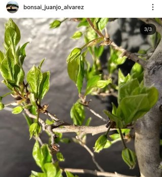 Bonsái KAKI Japonés hembra