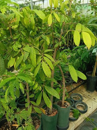 Planta Longan grande