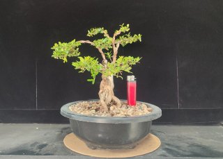 Pre bonsai LONICERA