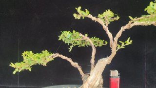 Pre bonsai LONICERA