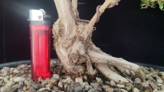 Pre bonsai LONICERA