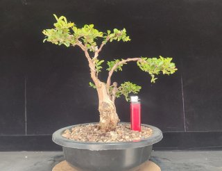 Pre bonsai LONICERA