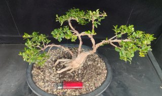 Pre bonsai LONICERA