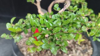 Pre bonsai LONICERA