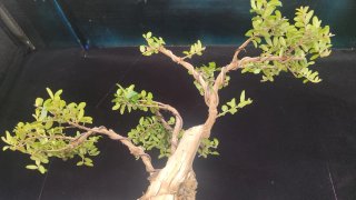 Pre bonsai LONICERA