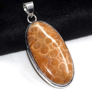 Colgante Petoskey Coral Fósil Plata