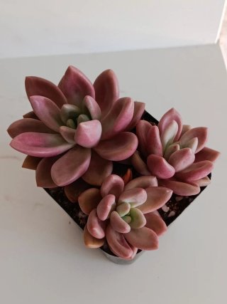 Colonia Pink Donna
