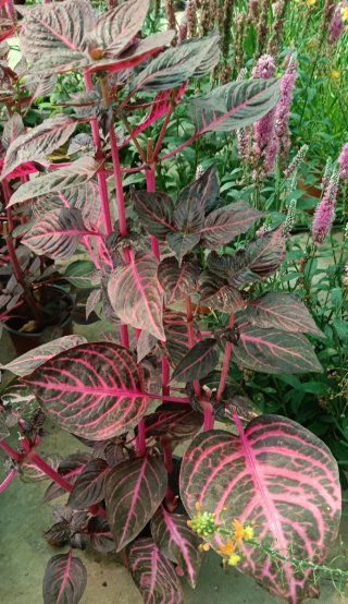 Iresine herbstii planta