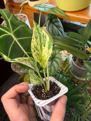 Poto Marble Queen planta