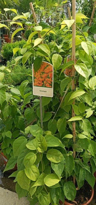 Planta Pyrostegia Venusta