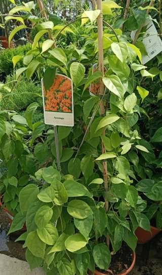 Planta Pyrostegia Venusta