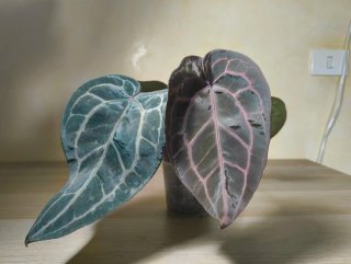 Anthurium Tezula Red crystallinum