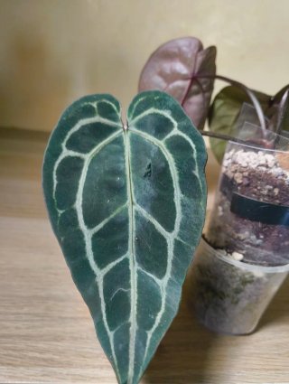 Anthurium Tezula Red crystallinum