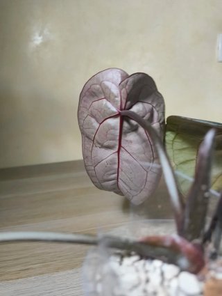 Anthurium Tezula Red crystallinum