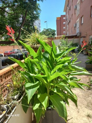 Plantas de exterior en macetas