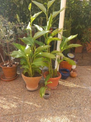 Caña India Plantas de exterior.