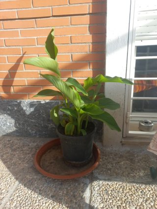 Caña India Plantas de exterior.