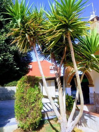 Chalet campo o permuta  en la costa Málaga