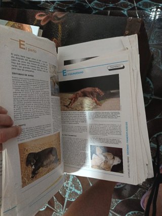 Libros educación canina