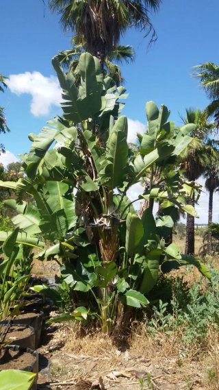 1 pack de 2 strelitzias nicolai