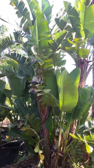 1 pack de 2 strelitzias nicolai