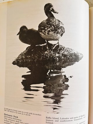 Libro fotografico natura - Winter Birds 1976
