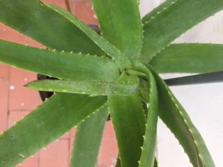 Aloe Vera Grande en Maceta 29cm