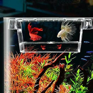 Incubadora para Peces Acuarios Pequeños