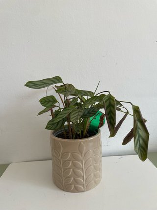Planta de interior en maceta decorativa